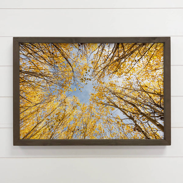 Golden Aspen - Framed Nature Photograph - Fall Canvas Decor