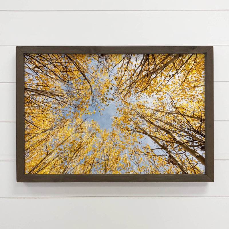 Golden Aspen - Framed Nature Photograph - Fall Canvas Decor