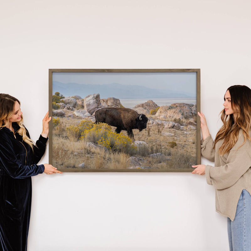 Bison Traversing - Wildlife photograph - Wood Framed Decor