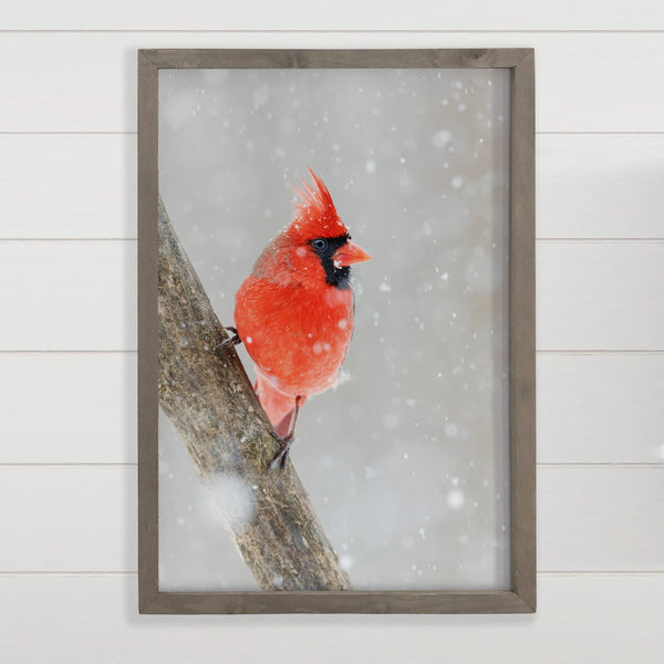 Cardinal in Snow - Framed Animal Photograph - Wildlife Decor