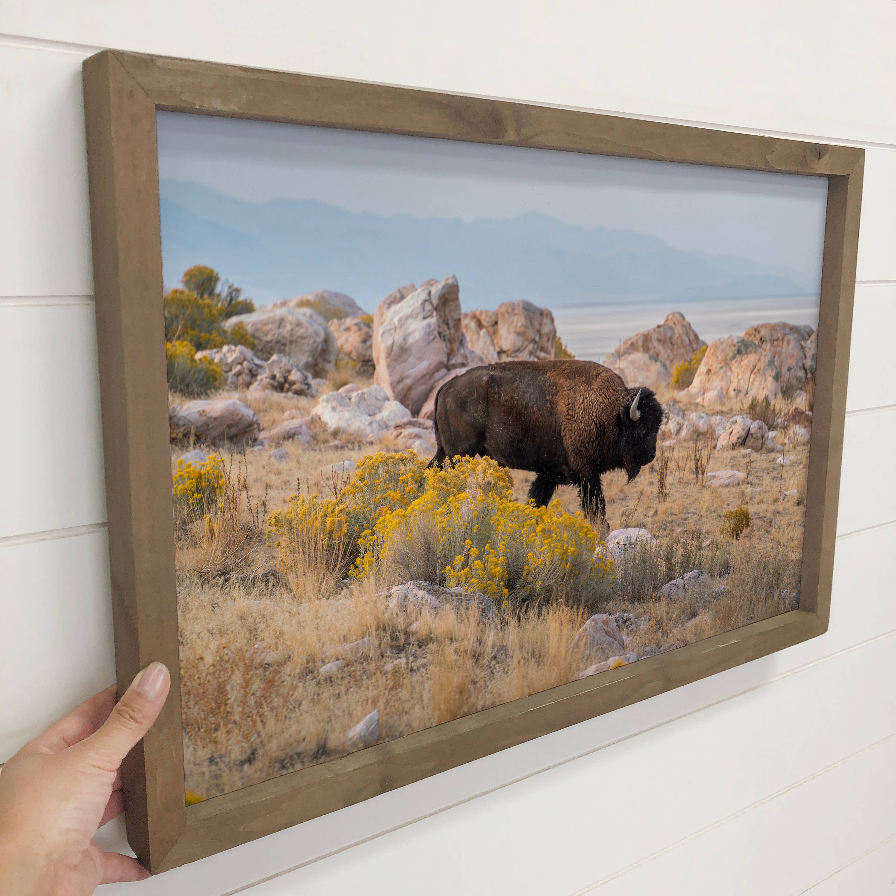 Bison Traversing - Wildlife photograph - Wood Framed Decor