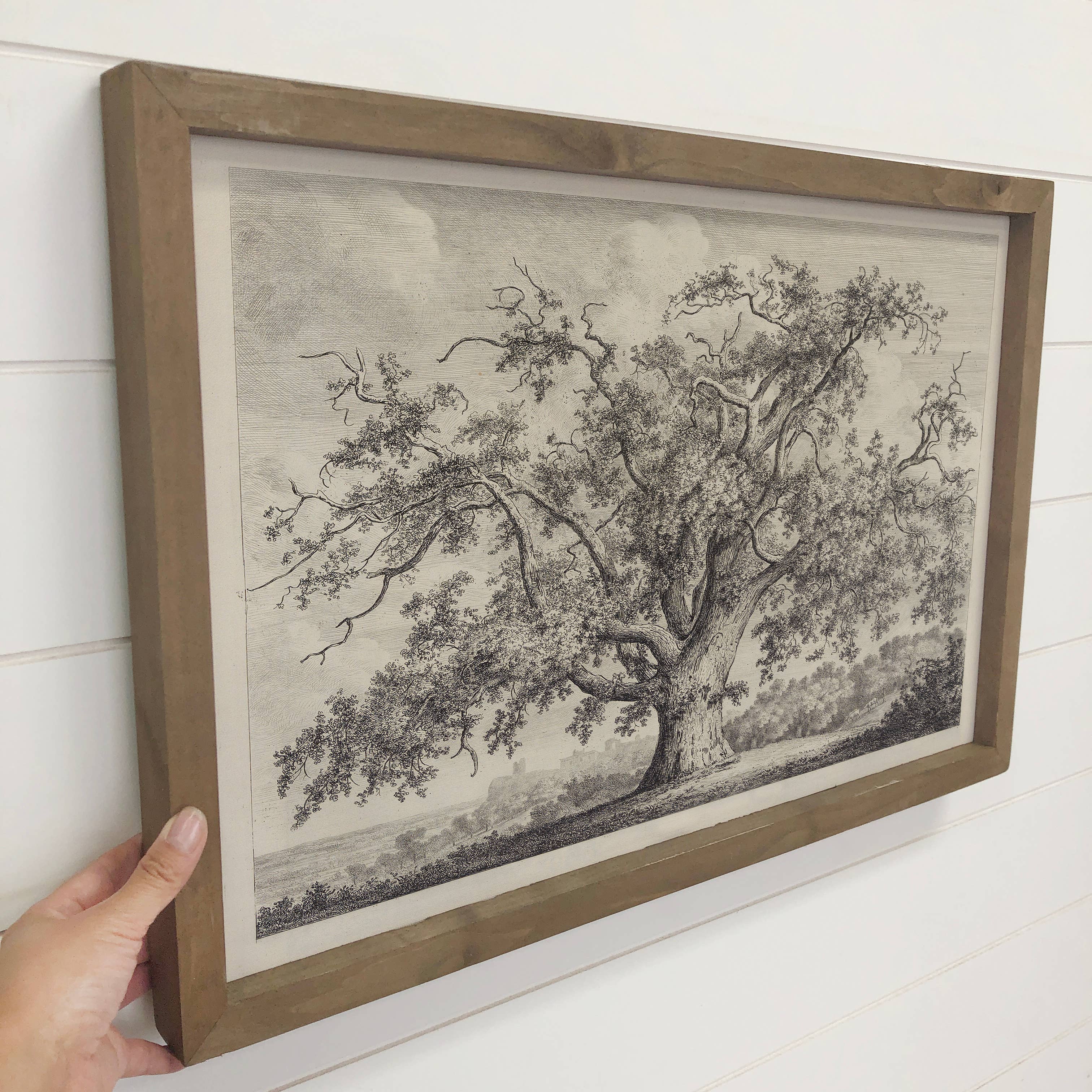 Large Old Elm Tree - Large Tree Sketch Canvas Art - Framed