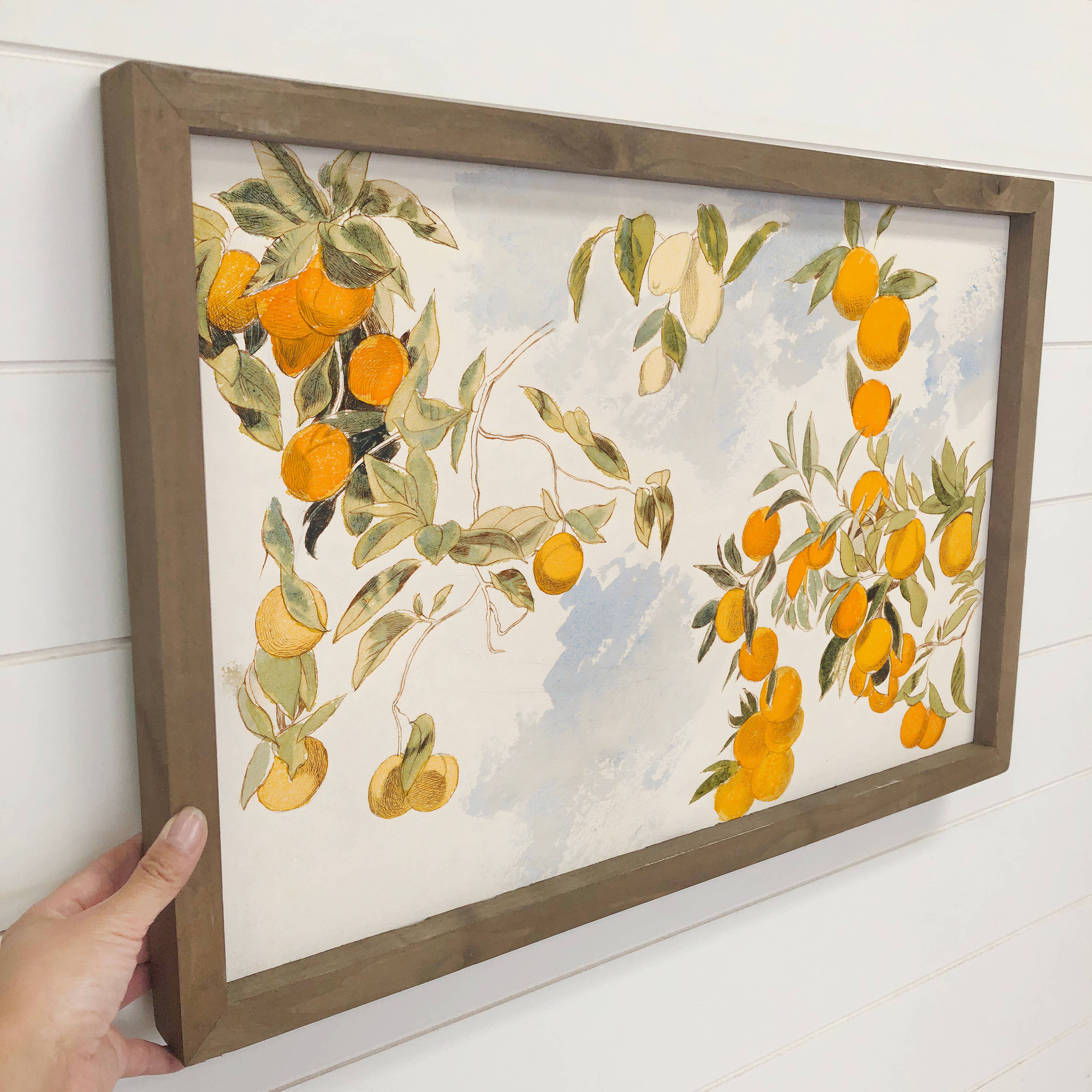 Vintage Clementines - Framed Canvas Wall Art