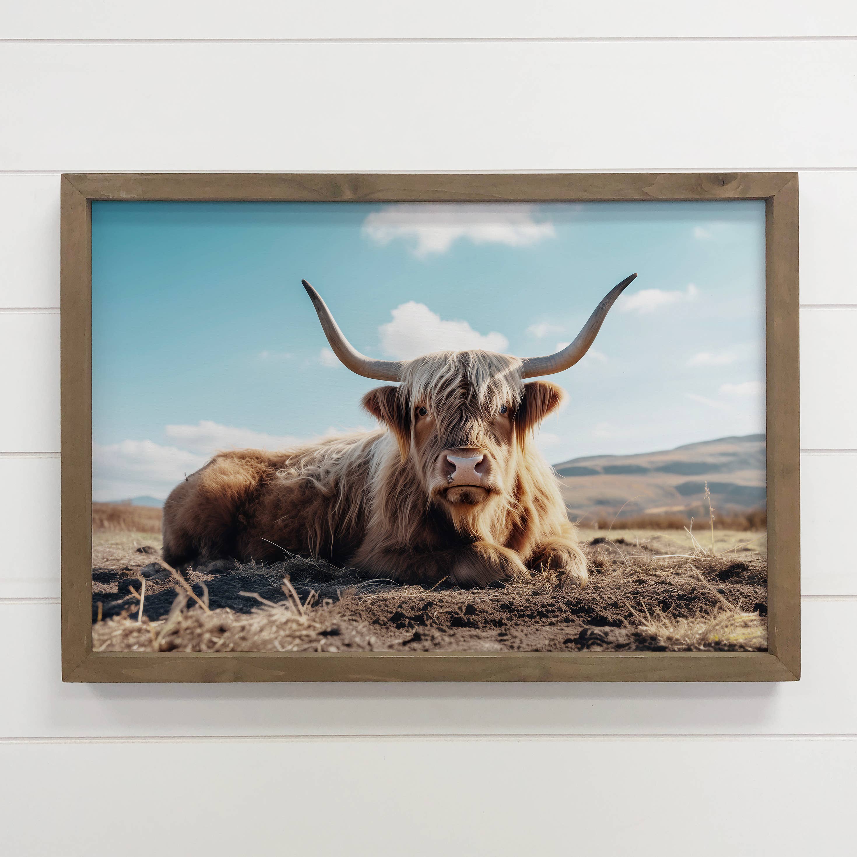 Highland Cow Relaxing - Highland Cow Photograph - Wood Frame