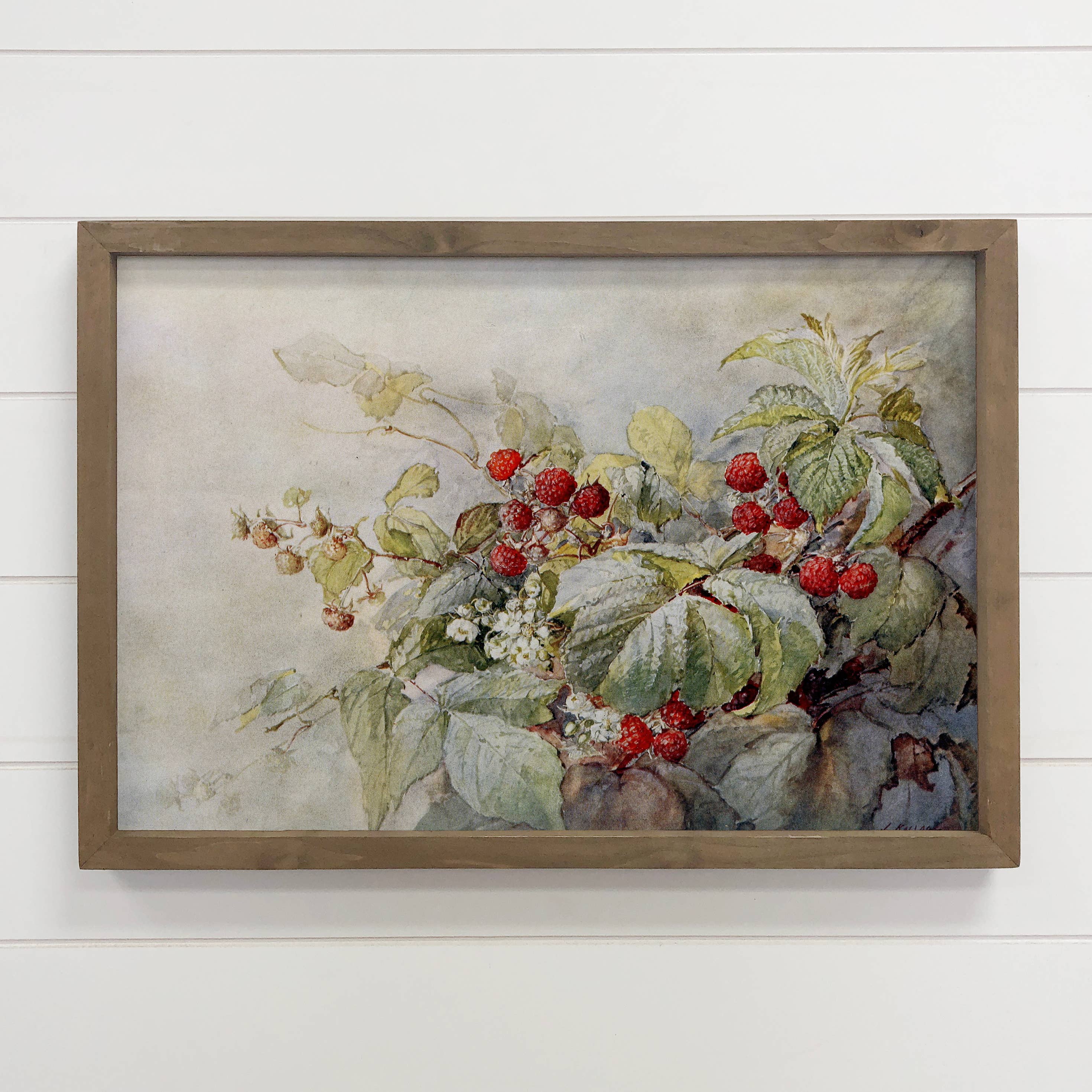 Raspberries Vintage - Fruit Canvas Art - Wood Frame Wall Art