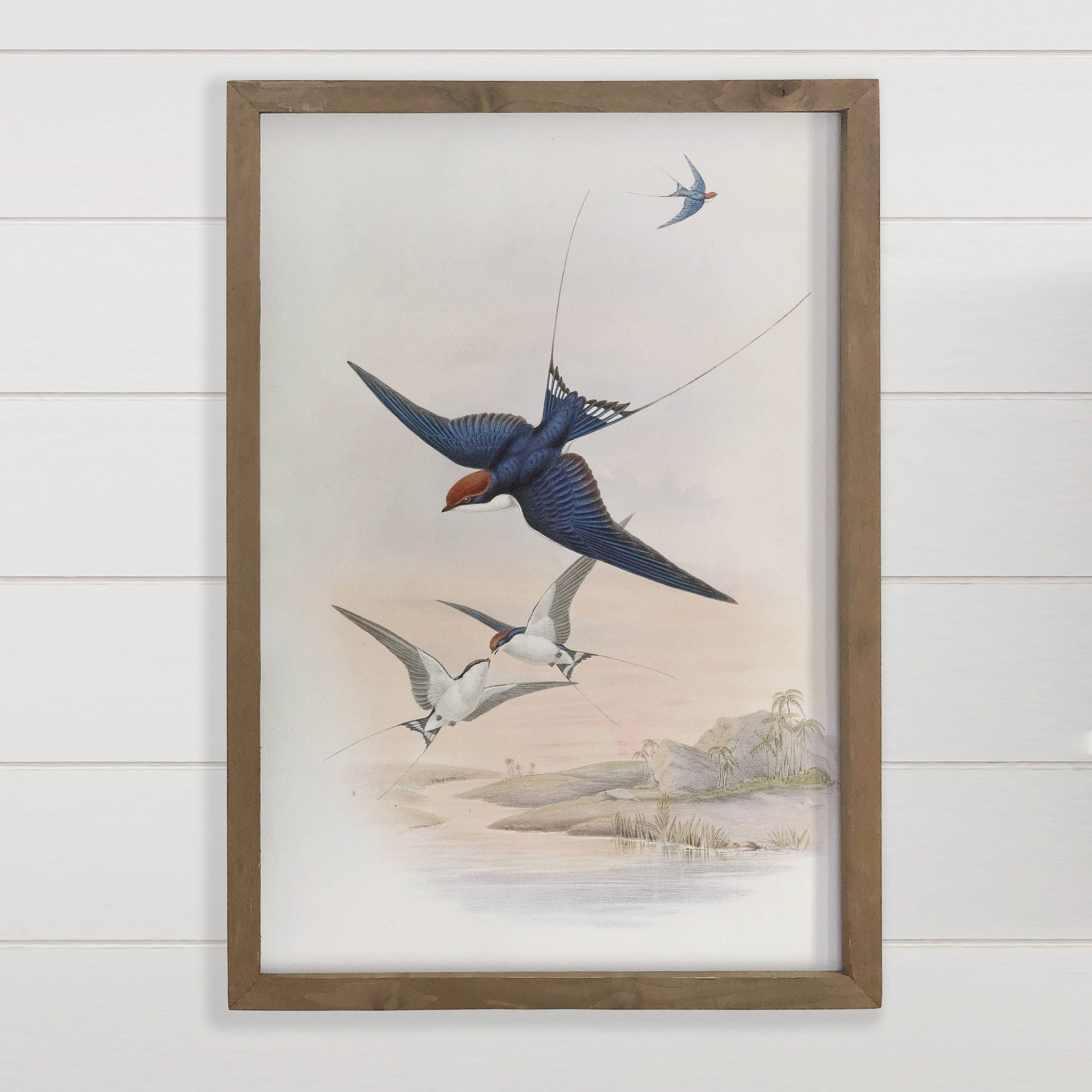 Swallows Illustrations - Bird Canvas Art - Wood Framed Art