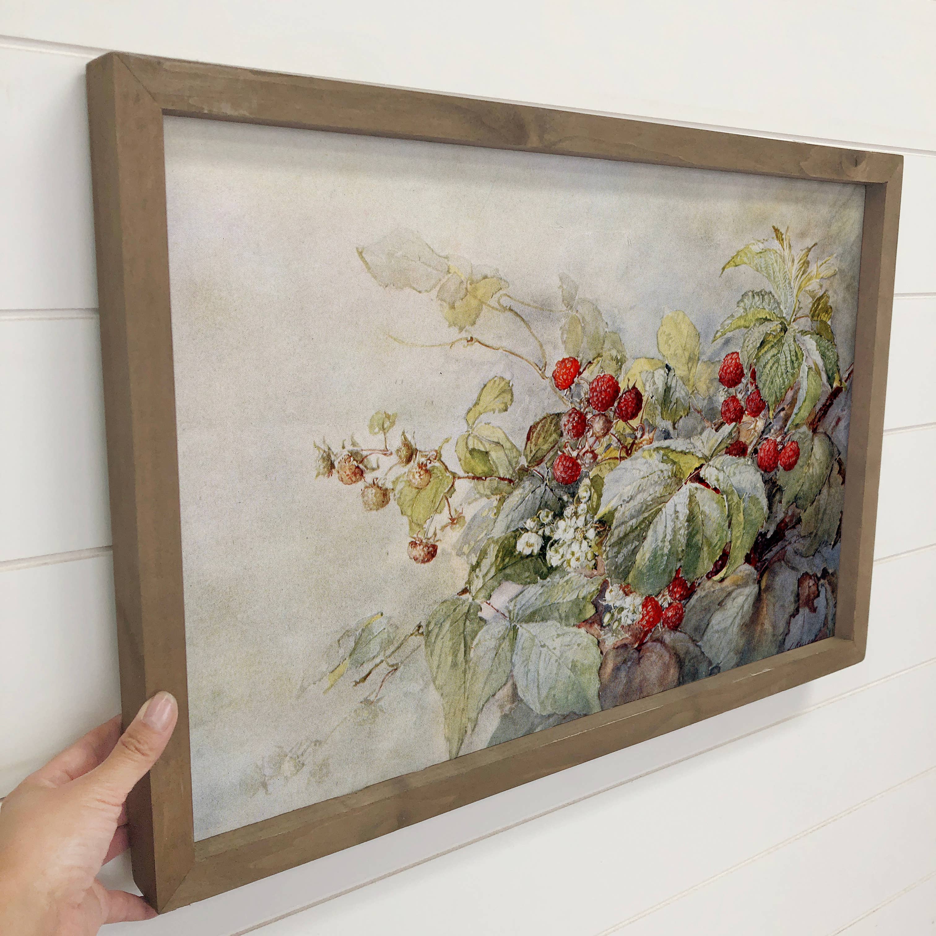 Raspberries Vintage - Fruit Canvas Art - Wood Frame Wall Art