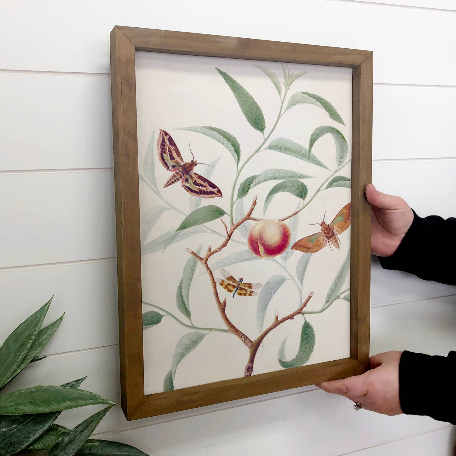 Peach and Moths - Nature Canvas Art - Wood Framed Wall Art