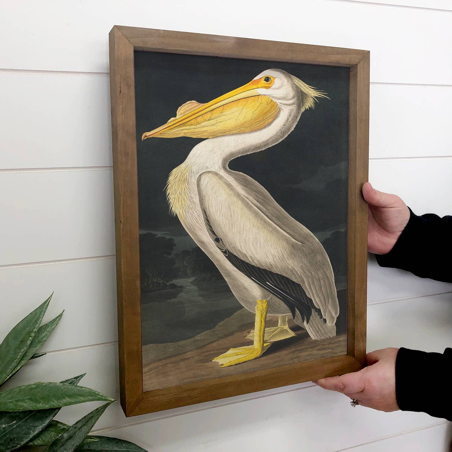 Audubon Pelican - Lake House Wall Art - Framed Art Print