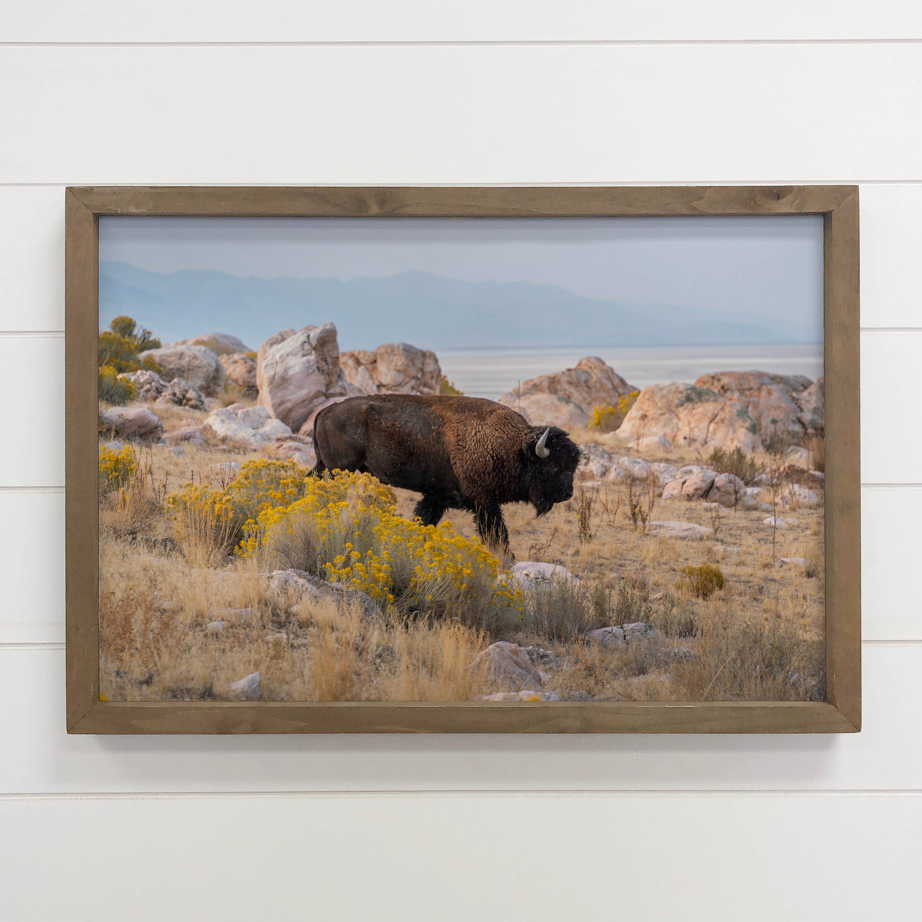 Bison Traversing - Wildlife photograph - Wood Framed Decor