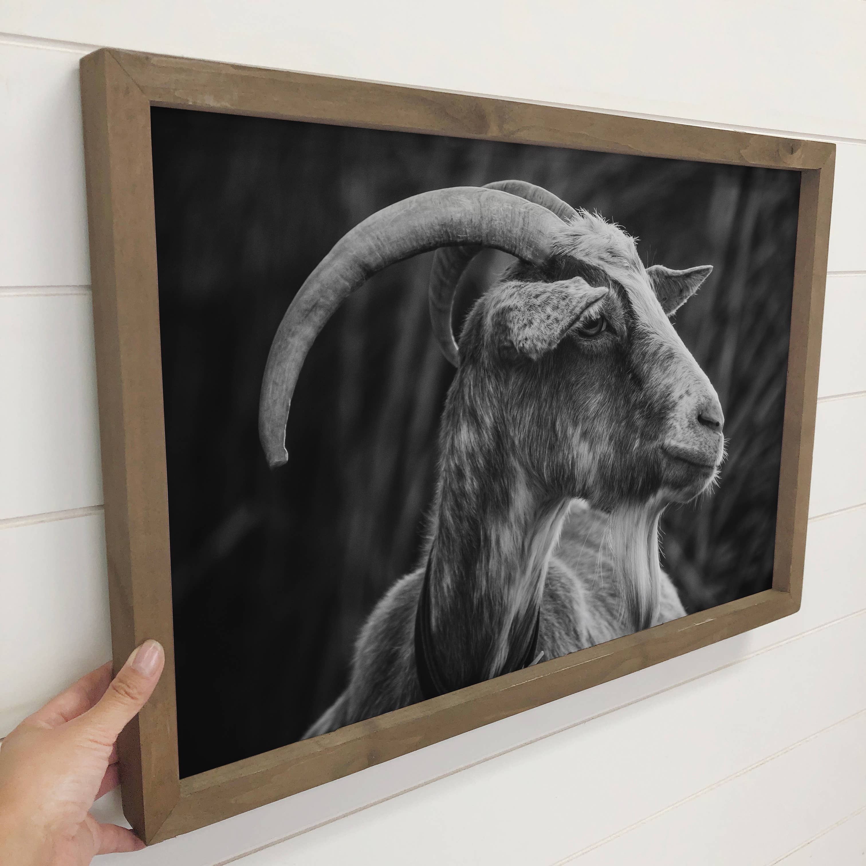 Billy Goat Profile - Framed Black & White Animal Photograph