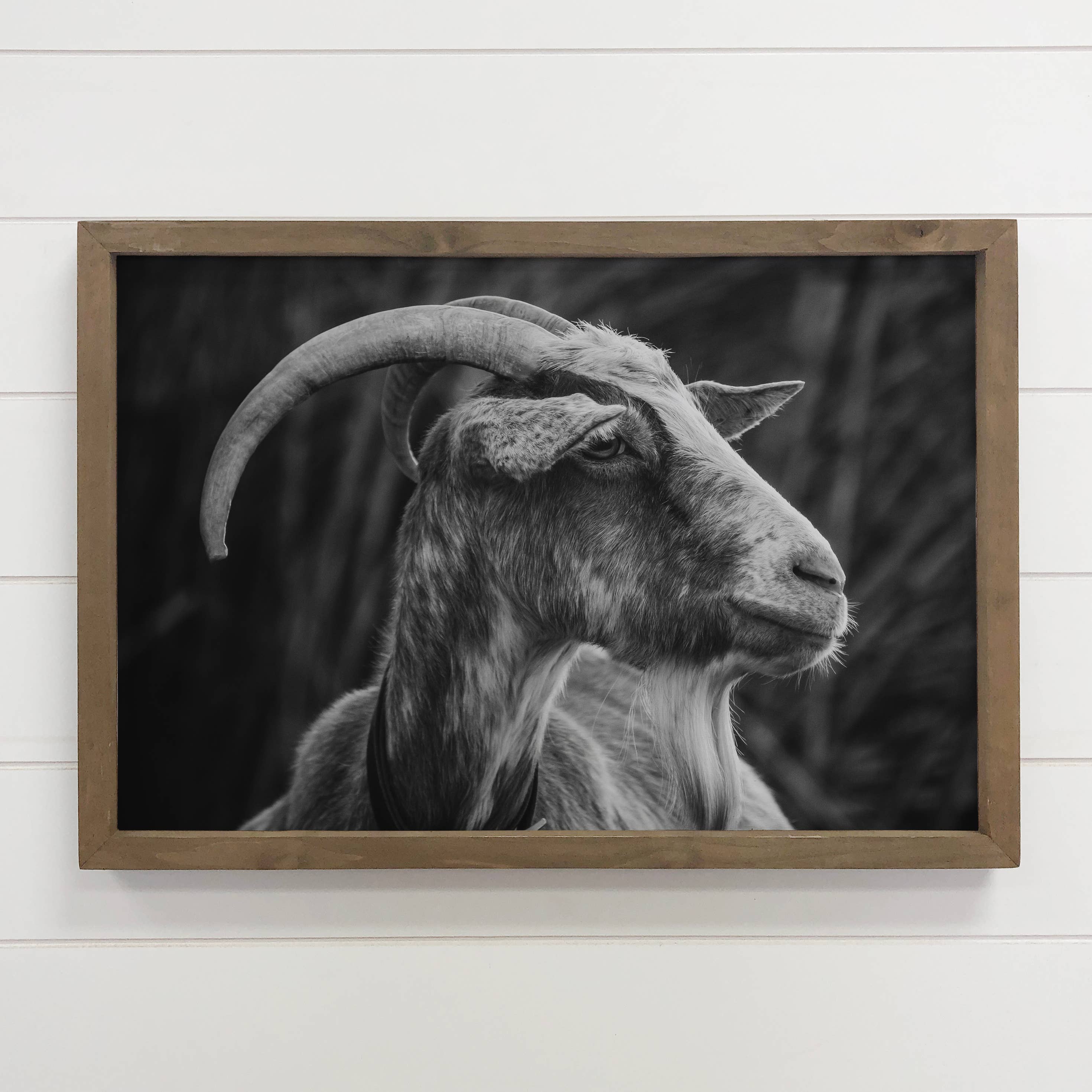 Billy Goat Profile - Framed Black & White Animal Photograph