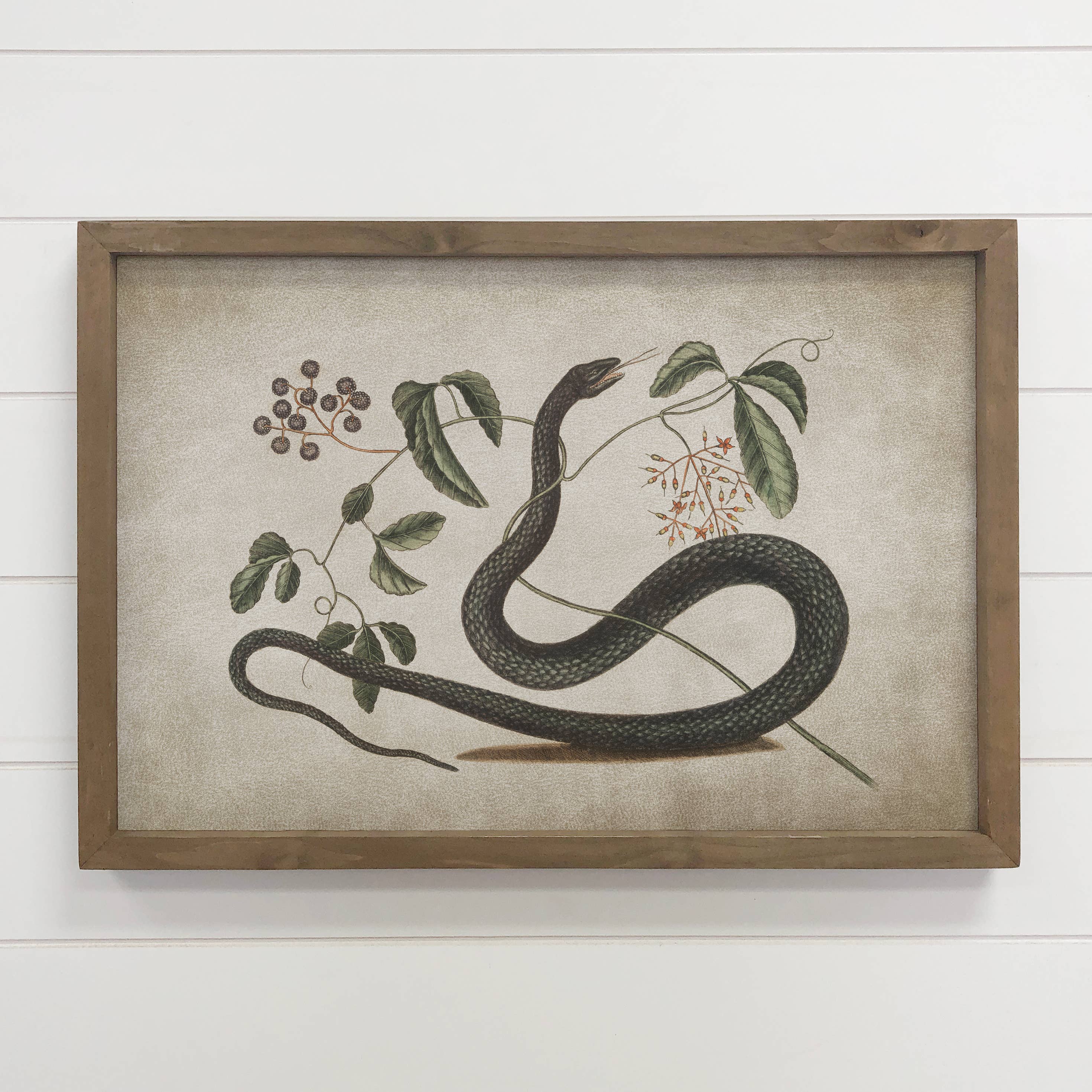 Snake and Blackberries - Snake Canvas Wall Art - Wood Framed