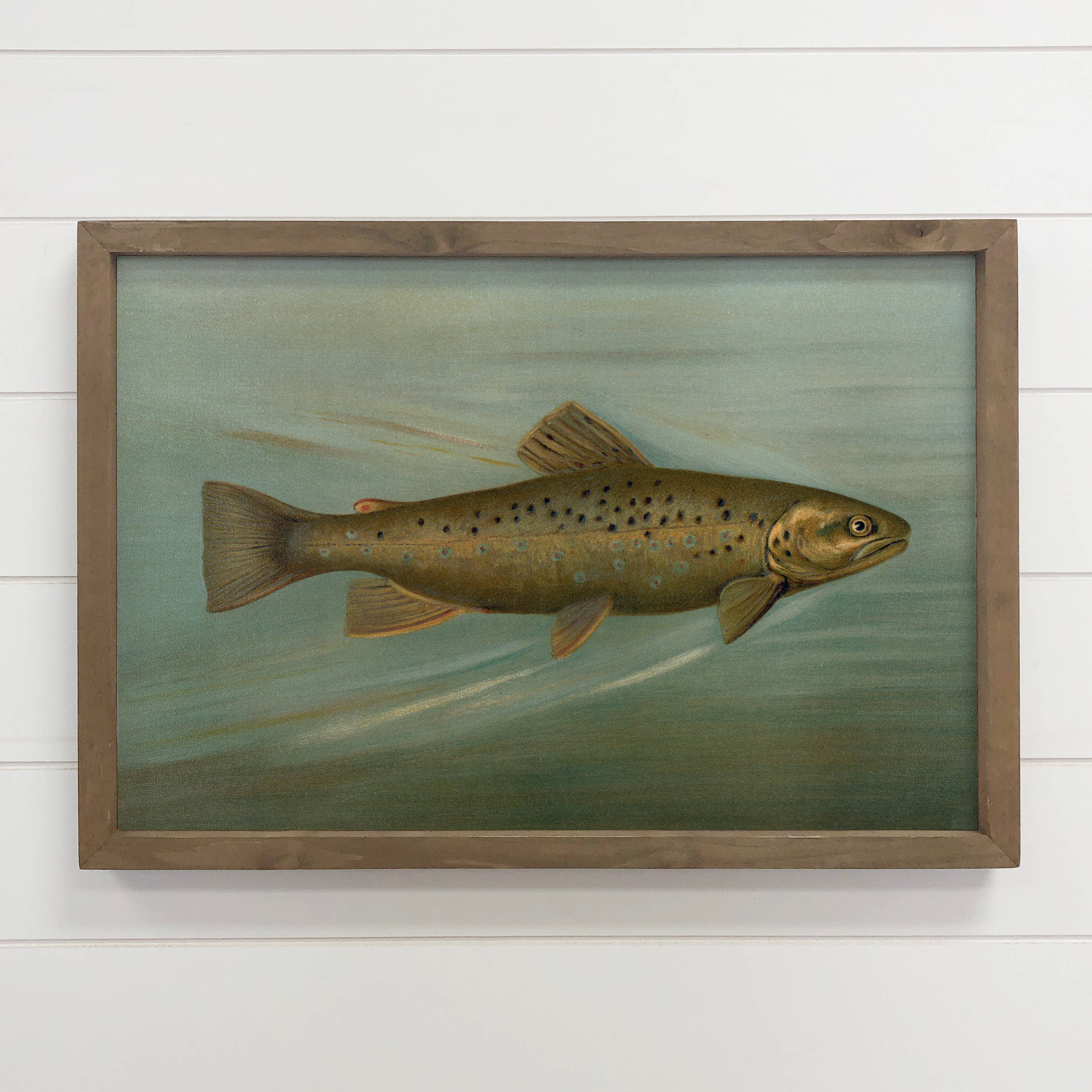 Fish Study Brown Trout - Fish Canvas Art - Wood Framed