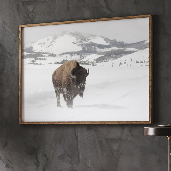 Buffalo Bison in the Snow - Winter Photograph Wall Art
