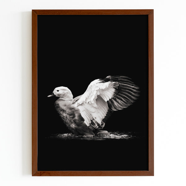 Black and White Duck Landing on Water  Fine Art Print - Giclee Fine Art Print Poster or Canvas