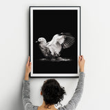 Black and White Duck Landing on Water  Fine Art Print - Giclee Fine Art Print Poster or Canvas