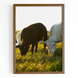 Black and White Sheep in Grassy Field Fine Art Print - Giclee Fine Art Print Poster or Canvas