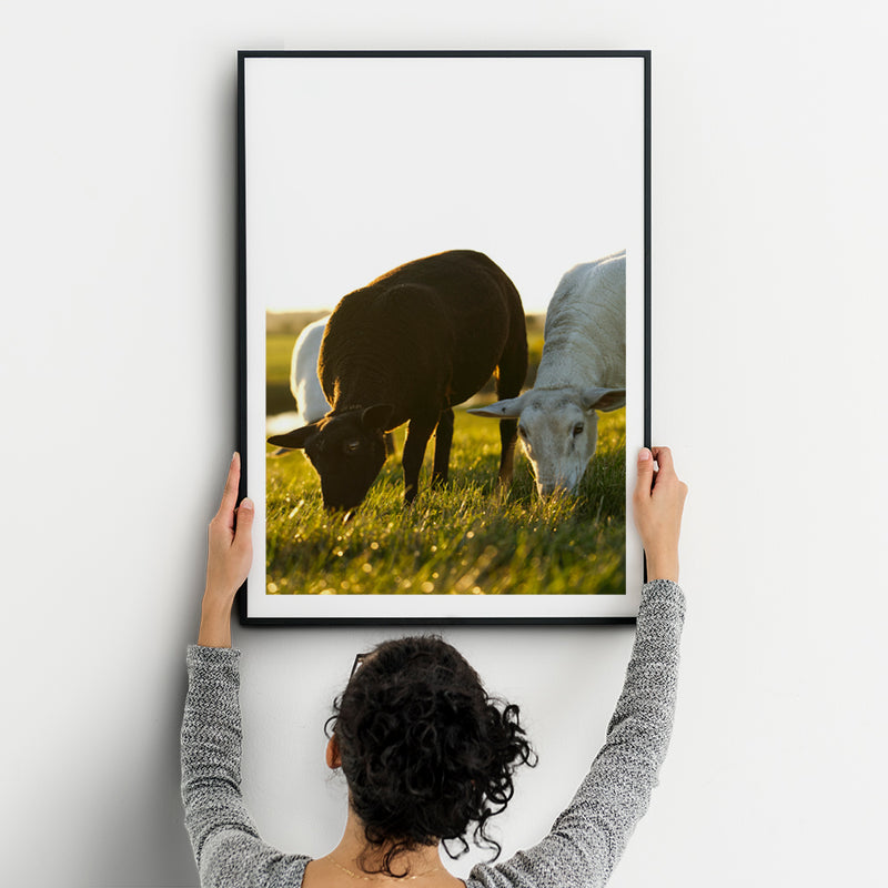 Black and White Sheep in Grassy Field Fine Art Print - Giclee Fine Art Print Poster or Canvas