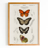 Butterfly Chart Canvas & Wood Sign Wall Art
