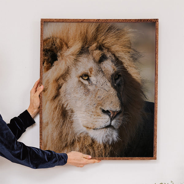 Close up of Male Lion Fine Art Print - Giclee Fine Art Print Poster or Canvas