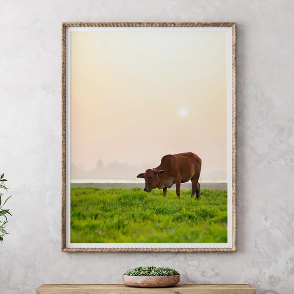 Cow Grazing on Green Grassy Field  Fine Art Print - Giclee Fine Art Print Poster or Canvas