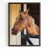 Farm Horse in Stall Fine Art Print - Giclee Fine Art Print Poster or Canvas