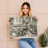 Giant Olive Tree Photograph - Wall Art Print
