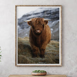 Highland Calf on Mountain Side