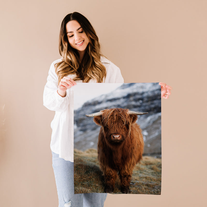 Highland Calf on Mountain Side