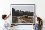 Highland Cow on Roadside  Fine Art Print - Giclee Fine Art Print Poster or Canvas