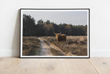 Highland Cow on Roadside  Fine Art Print - Giclee Fine Art Print Poster or Canvas