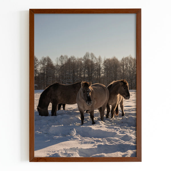 Horses in a Field of Snow Fine Art Print - Giclee Fine Art Print Poster or Canvas