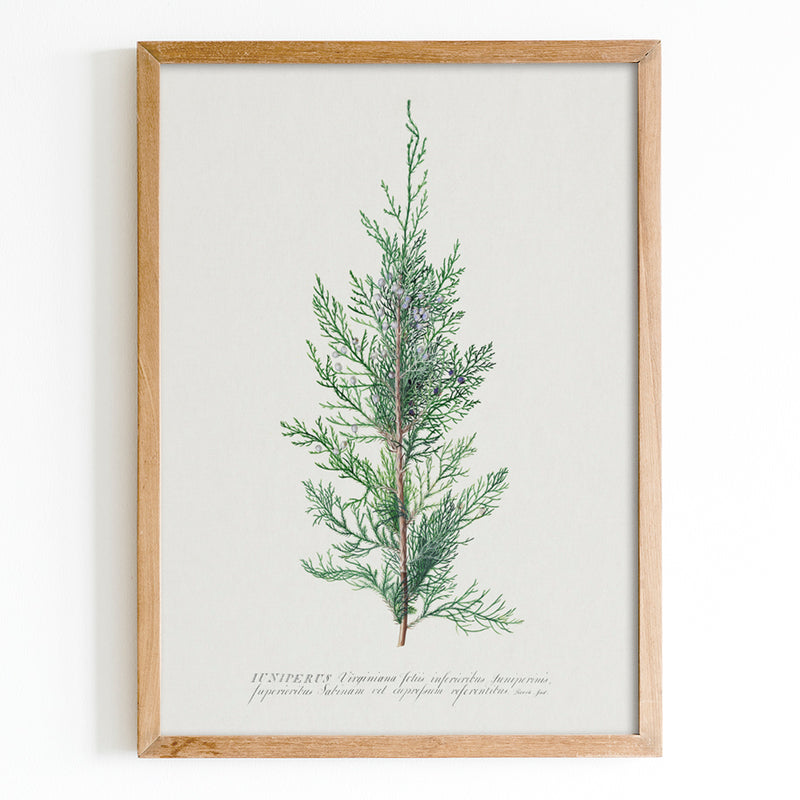Juniper Botanical Print