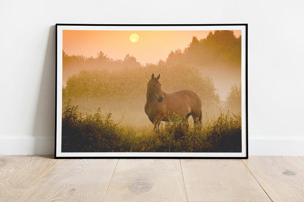 Lone Horse in Field Fine Art Print - Giclee Fine Art Print Poster or Canvas
