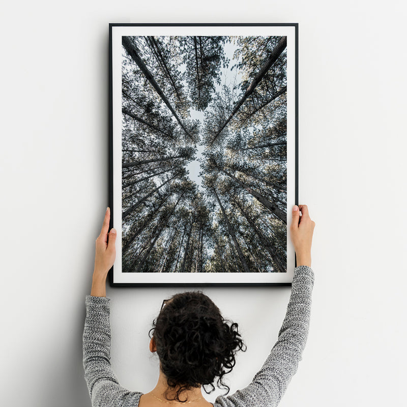 Looking Up At Trees Photograph - Fine Art Poster Canvas Print