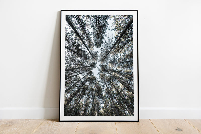 Looking Up At Trees Photograph - Fine Art Poster Canvas Print