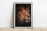 Majestic Lion Profile Photograph Fine Art Print - Giclee Fine Art Print Poster or Canvas