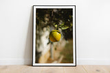 Orange in Fruit Tree Fine Art Print - Giclee Fine Art Print Poster or Canvas