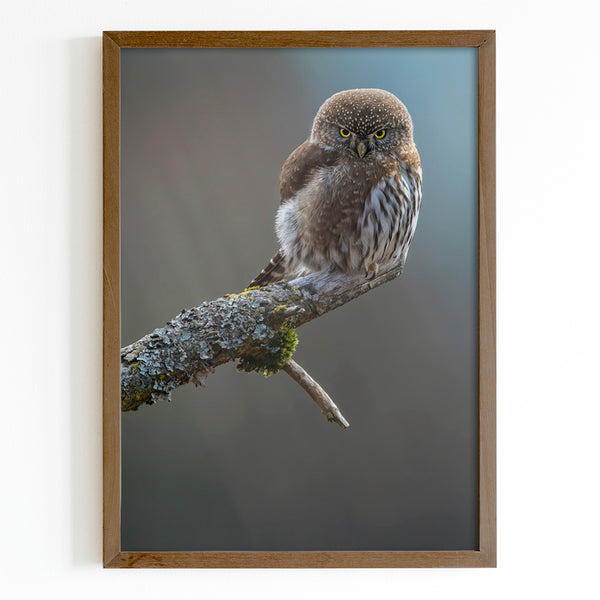 Pygmy Owl on a Tree Branch Fine Art Print - Giclee Fine Art Print Poster or Canvas