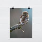 Pygmy Owl on a Tree Branch Fine Art Print - Giclee Fine Art Print Poster or Canvas