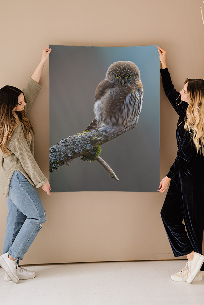 Pygmy Owl on a Tree Branch Fine Art Print - Giclee Fine Art Print Poster or Canvas