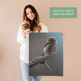 Pygmy Owl on a Tree Branch Fine Art Print - Giclee Fine Art Print Poster or Canvas