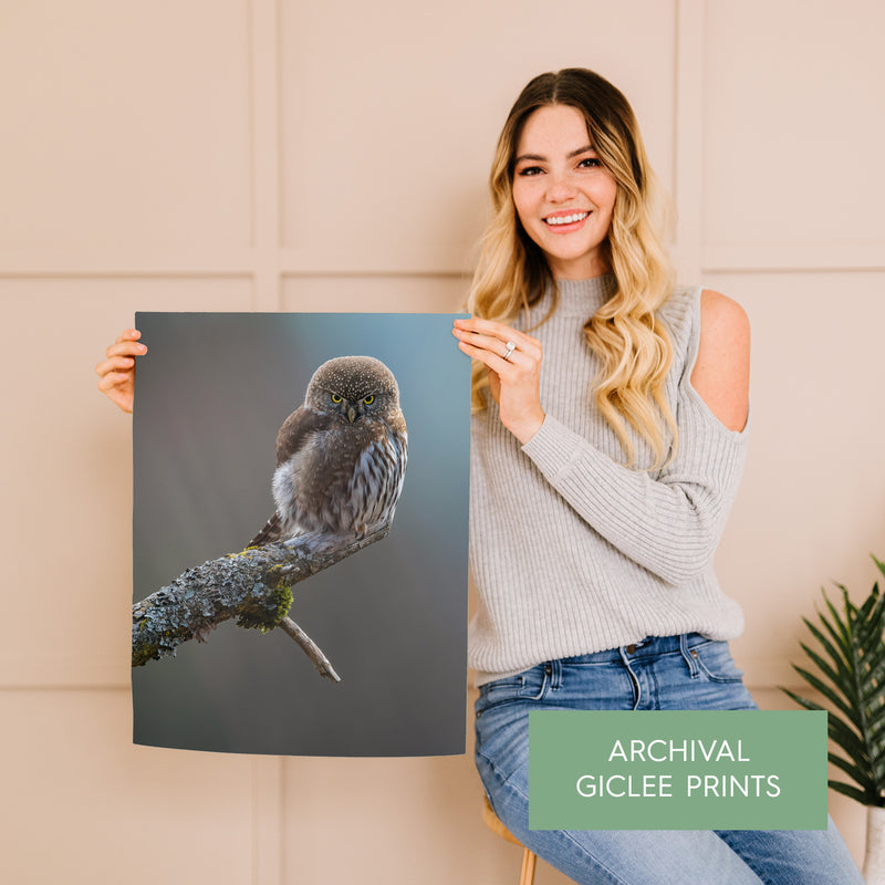 Pygmy Owl on a Tree Branch Fine Art Print - Giclee Fine Art Print Poster or Canvas
