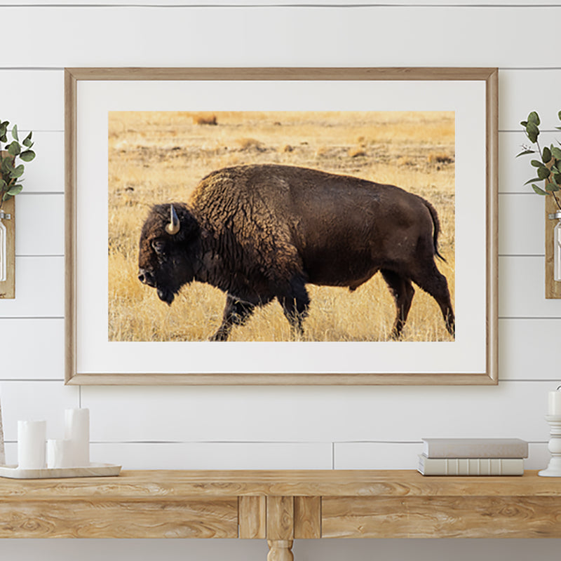 Roaming Buffalo  Fine Art Print - Giclee Fine Art Print Poster or Canvas