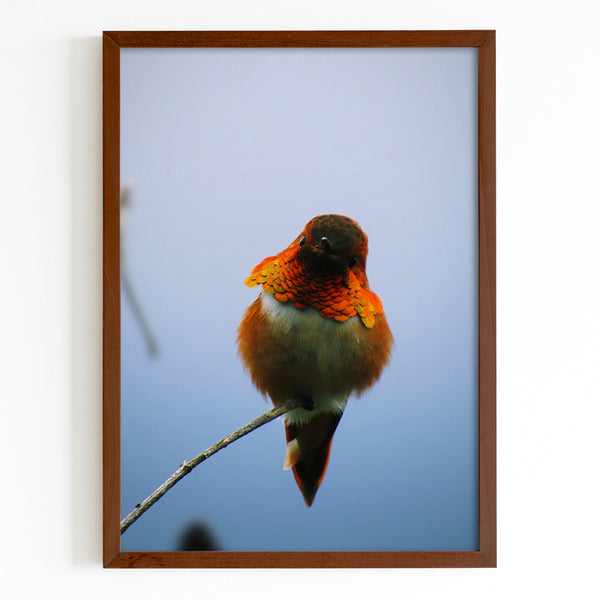 Rogous Hummingbird Perched on Tree Branch Fine Art Print - Giclee Fine Art Print Poster or Canvas