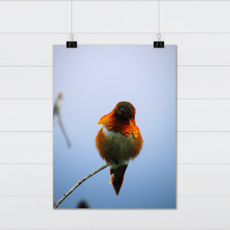 Rogous Hummingbird Perched on Tree Branch Fine Art Print - Giclee Fine Art Print Poster or Canvas
