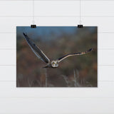 Short Eared Owl in Flight Fine Art Print - Giclee Fine Art Print Poster or Canvas