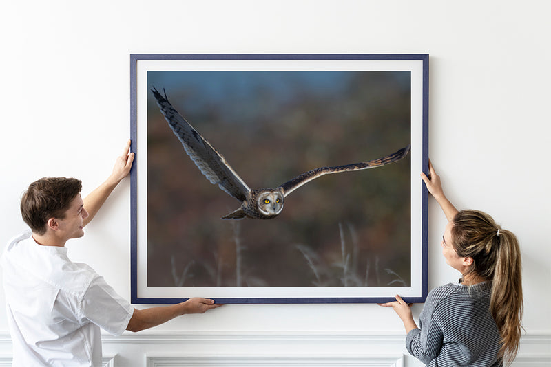 Short Eared Owl in Flight Fine Art Print - Giclee Fine Art Print Poster or Canvas