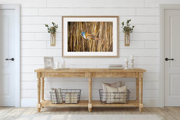 Small Bird Perched on Field Grass  Fine Art Print - Giclee Fine Art Print Poster or Canvas